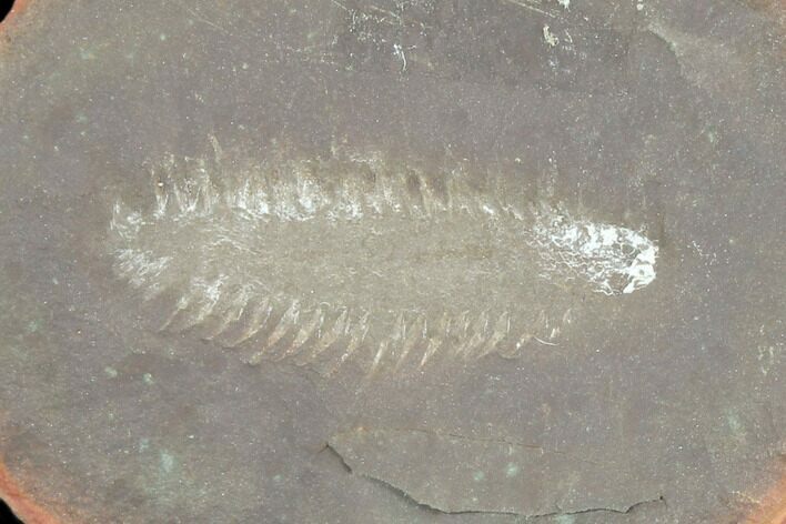 Fossil Worm (Fossundecima) Pos/Neg - Illinois #120949